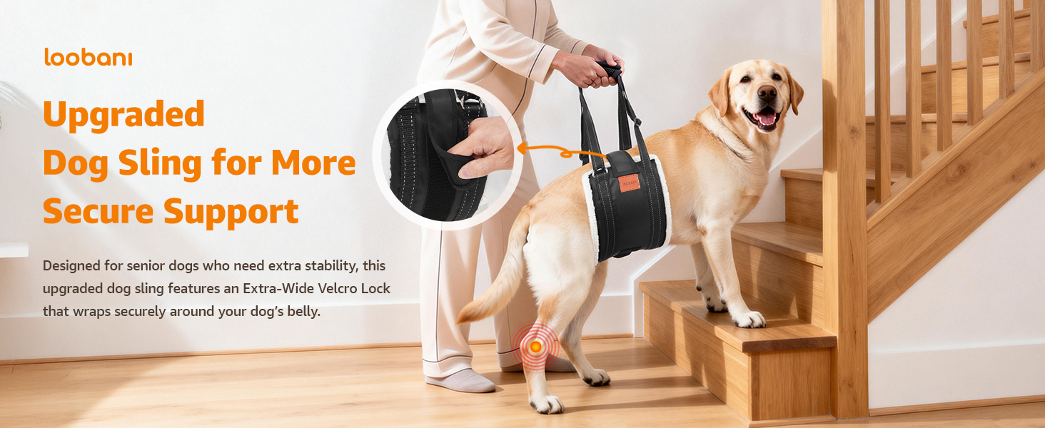 dog back leg support