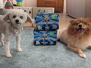 two small dogs with wraps