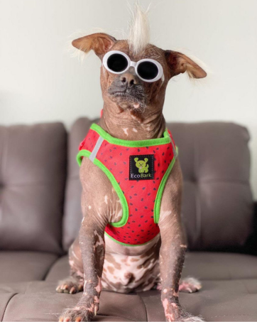 watermelon dog harness cute dog harness pattern dog harness small dog harness
