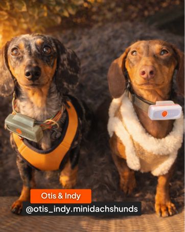 Text reads 'Otis &amp; Indy' and '@otis_indy.minidachshunds'. Multiple photos showing two dachshunds wearing orange and light-colored accessories.
