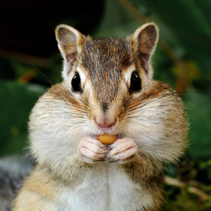 skunk racoon squirrel rodent outdoor repels animal deer keep critter rabbit garden raccoon predator