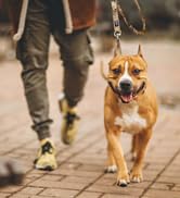 dog leash 01