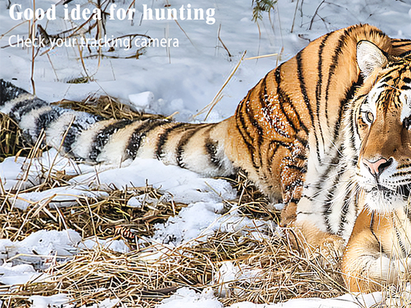 iPhone SD card reader USB C USB C SD card reader for iPhone15 USB C memory card reader for iPhone