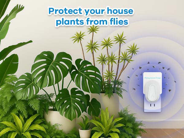 protect your house plants from flies