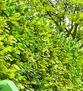 WORKPRO 20V Cordless Grass Shear &amp; Shrubbery Trimmer-2 in 1 Handheld Hedge Trimmer, Electric Gras...