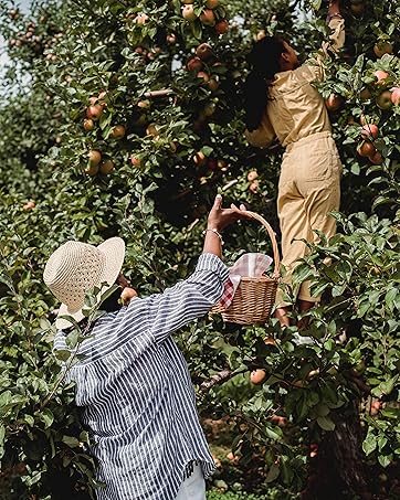 a woman picking apples from an apple tree
