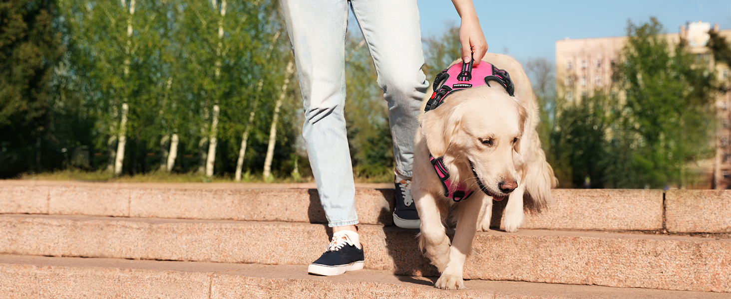 dog harness