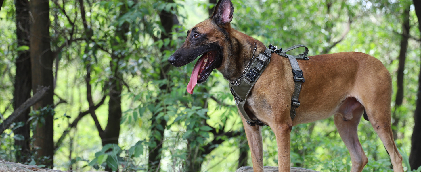 adjustable dog vest