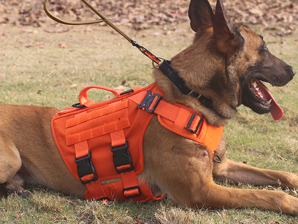 orange dog harness