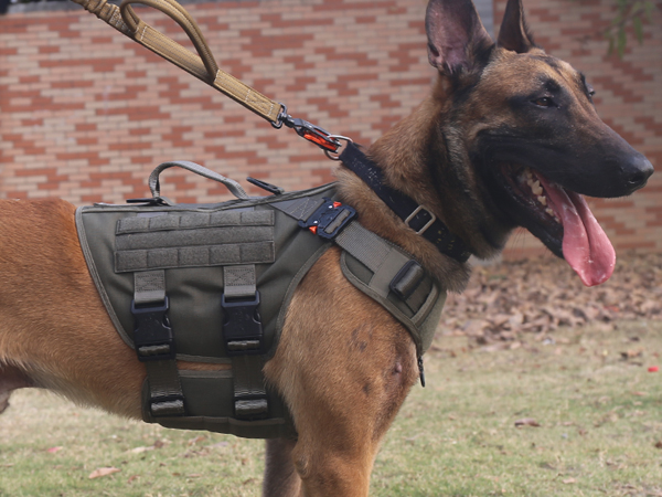 dog vest green