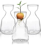 Hiceeden 3 Pack Avocado Seed Starter Vase for Growing, Glass Acorn Tree Growing Kit Vase, Small A...