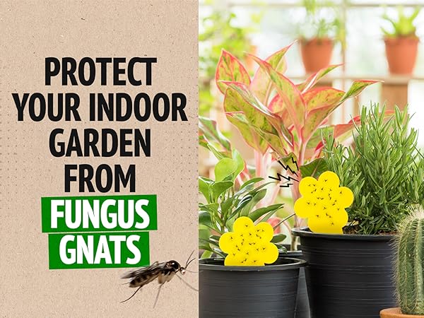 long-lasting plant gnat control method