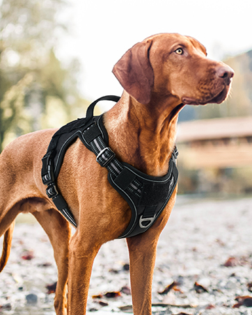 tactical dog harness