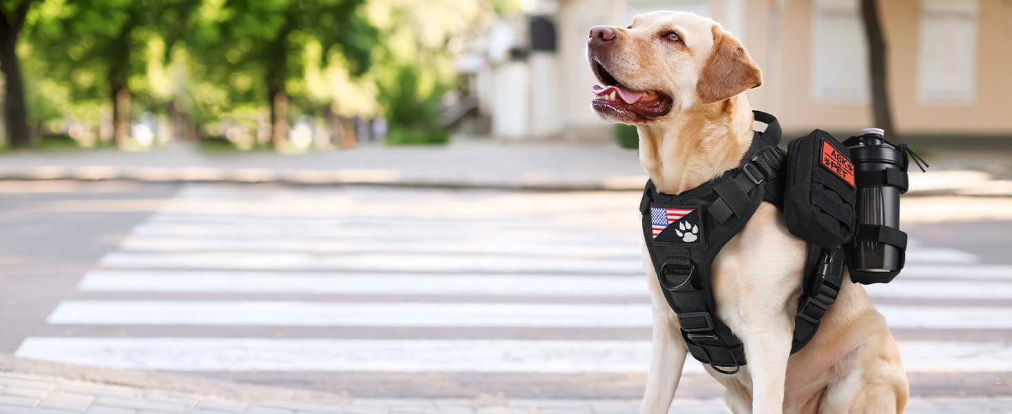 dog harness