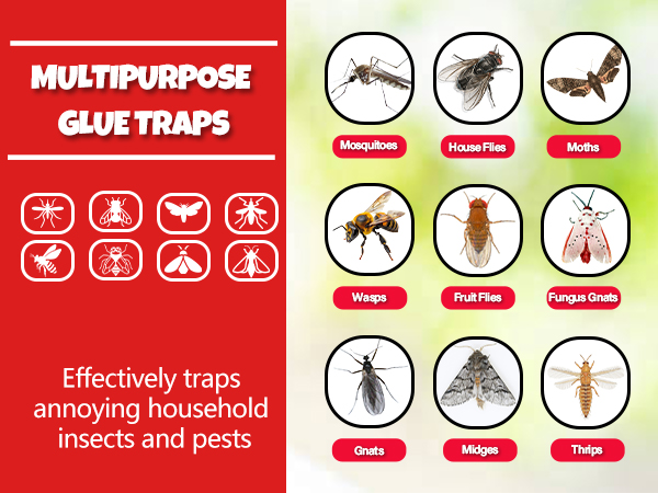 Window Fly Trap, Fruit Fly Traps for Indoors,