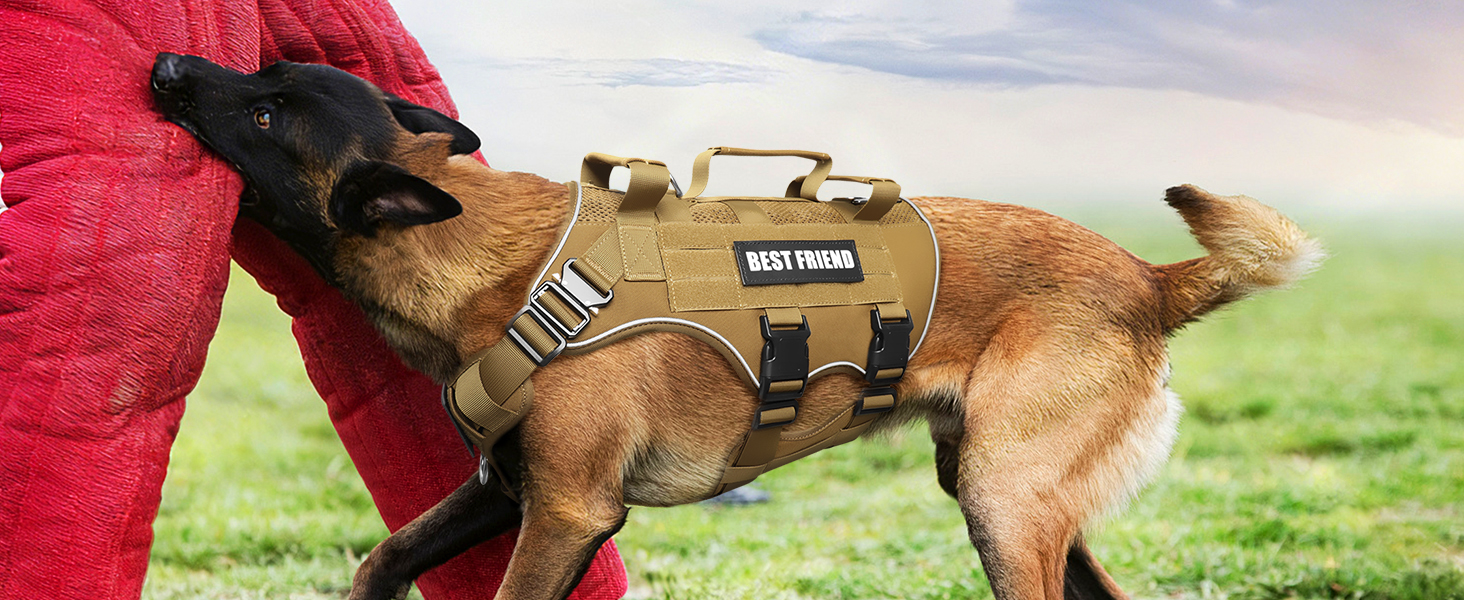 brown in training vest for large dogs