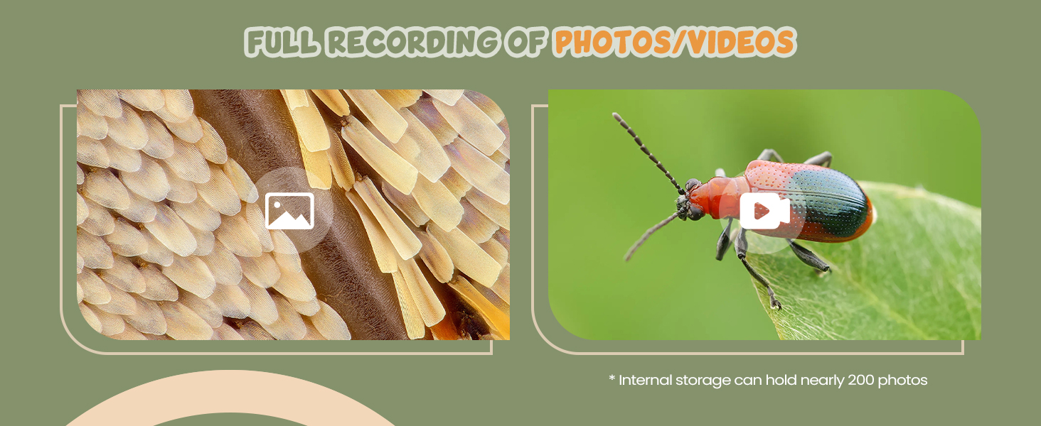Split image showing wooden match sticks in close-up on left panel and flying beetle against green background on right panel.