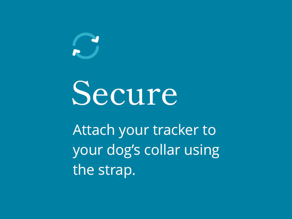 petivity collar attachment with secure image