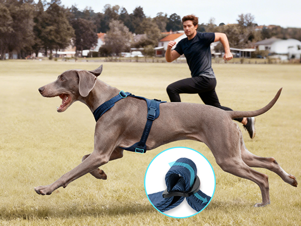 dog harness small sized dog