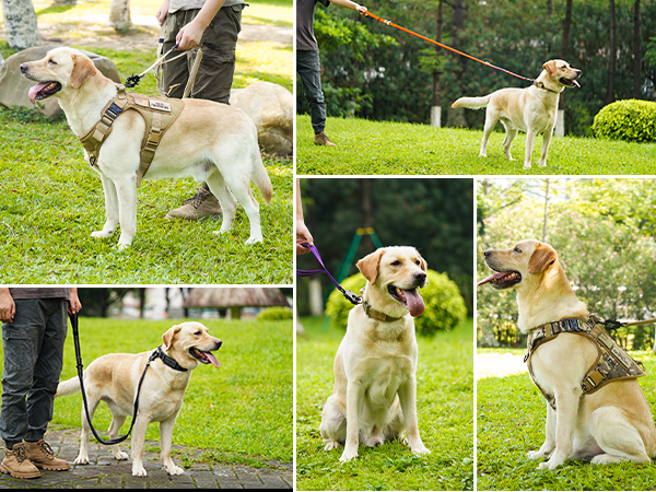 dog leash large dogs