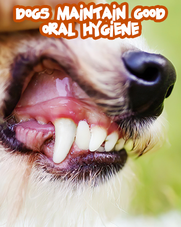 Dog toys for aggressive chews