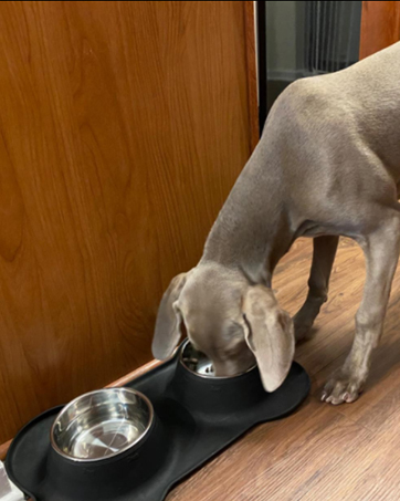 Dog Cat Bowls