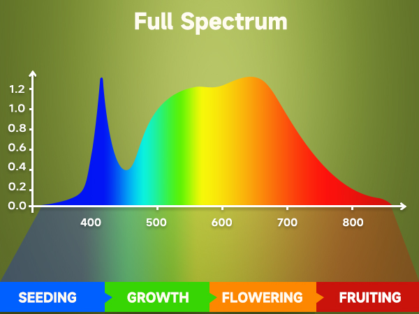 Full Spectrum Light Bulb