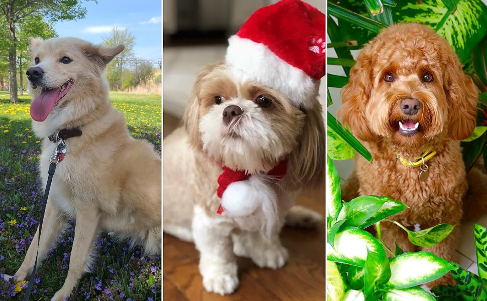 brush blow dryer furminator for dogs dog brush for shedding dog grooming table dog dryer