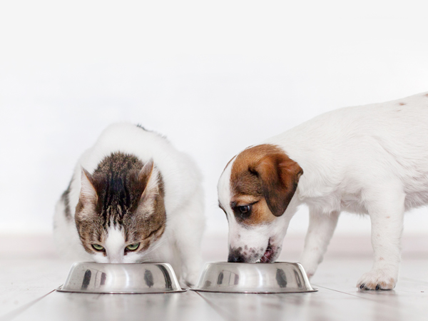 Even your furry friends can enjoy a balanced diet, and you can track their weight with the scale.