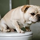 dog training clicker