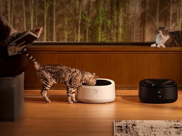automatic cat feeder