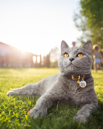 cat collar