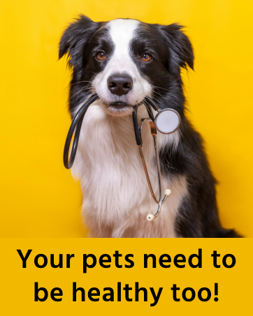 pet health, pet health tests, urine pet tests, dogs, cats, health, pet uti, vet health testing kits