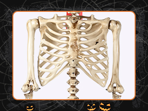 Life Size Skeleton