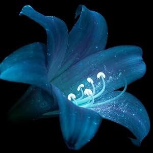 black light flashlight