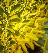 120V Outdoor Spotlight