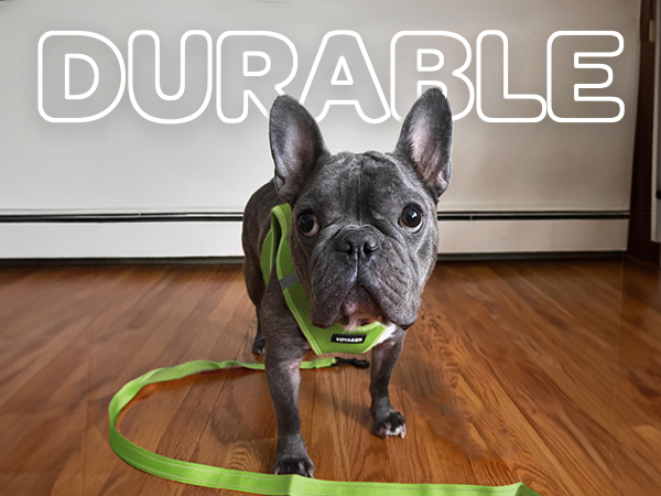 long leash for dogs