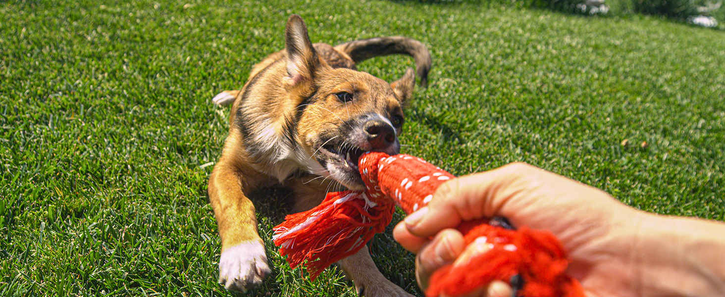 Fun with Pets