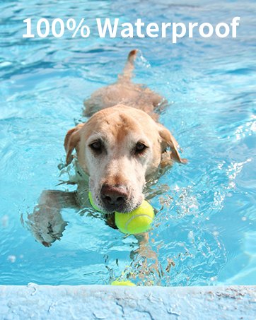 dog training collars