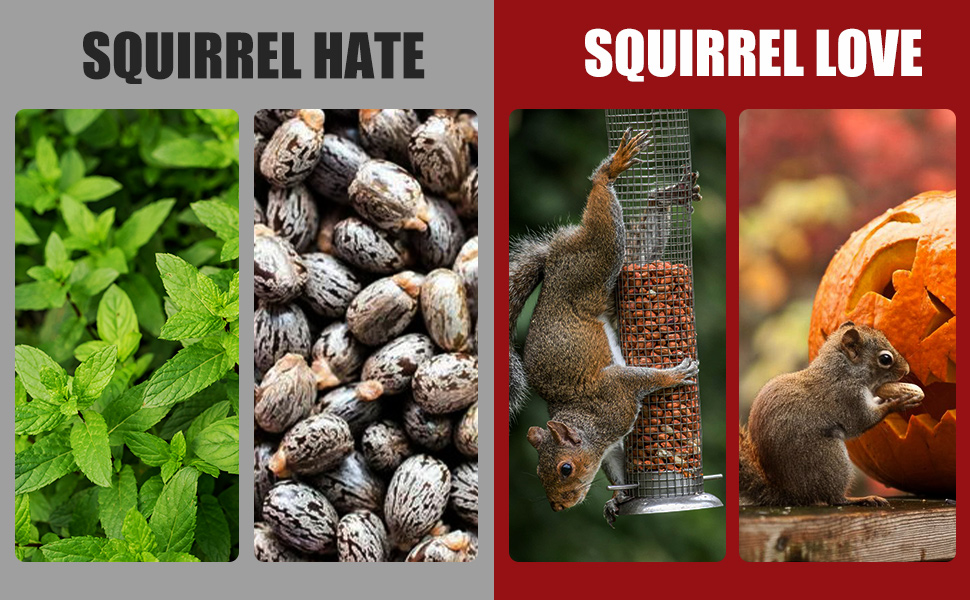 squirrel repellent hate and love