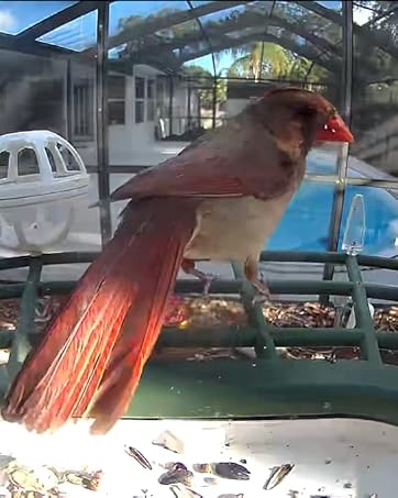 bird feeder with camera