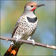 Powerful 20x magnification