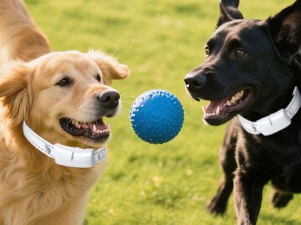 3300FT Dog Training Collar