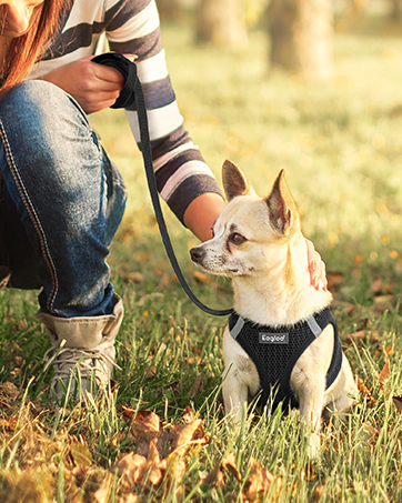 dog vest harness