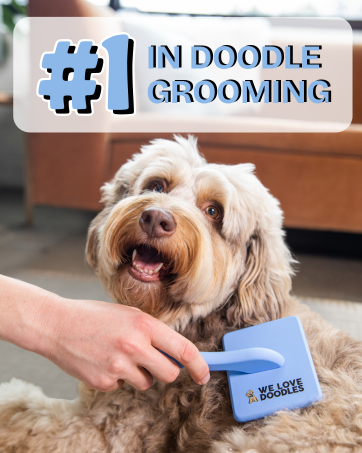 doodle grooming