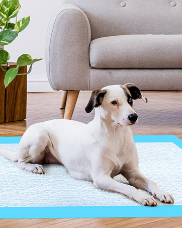 puppy pads