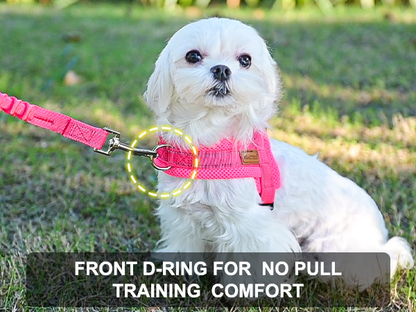 dog harness for small dogs