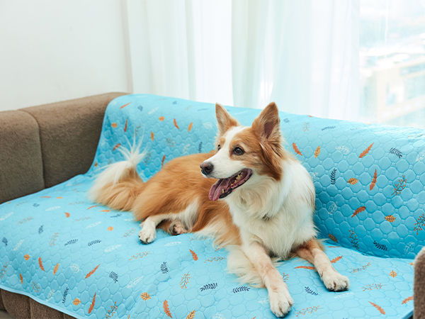 Couch Cover