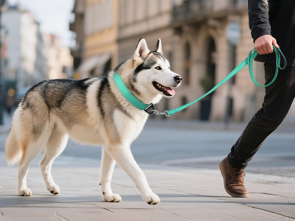 dog collar and leash set