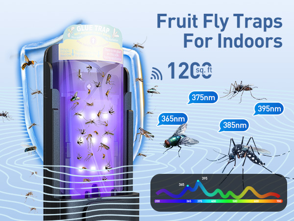 fruit fly trap